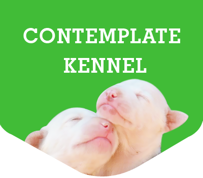 Contemplate kennel
