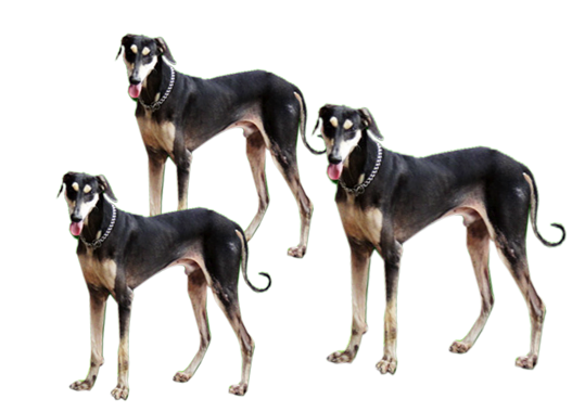 Contemplate kennel