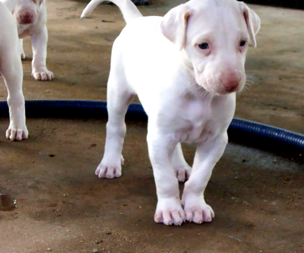 Contemplate kennel