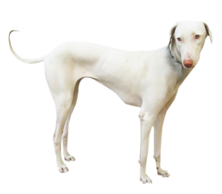 Contemplate kennel